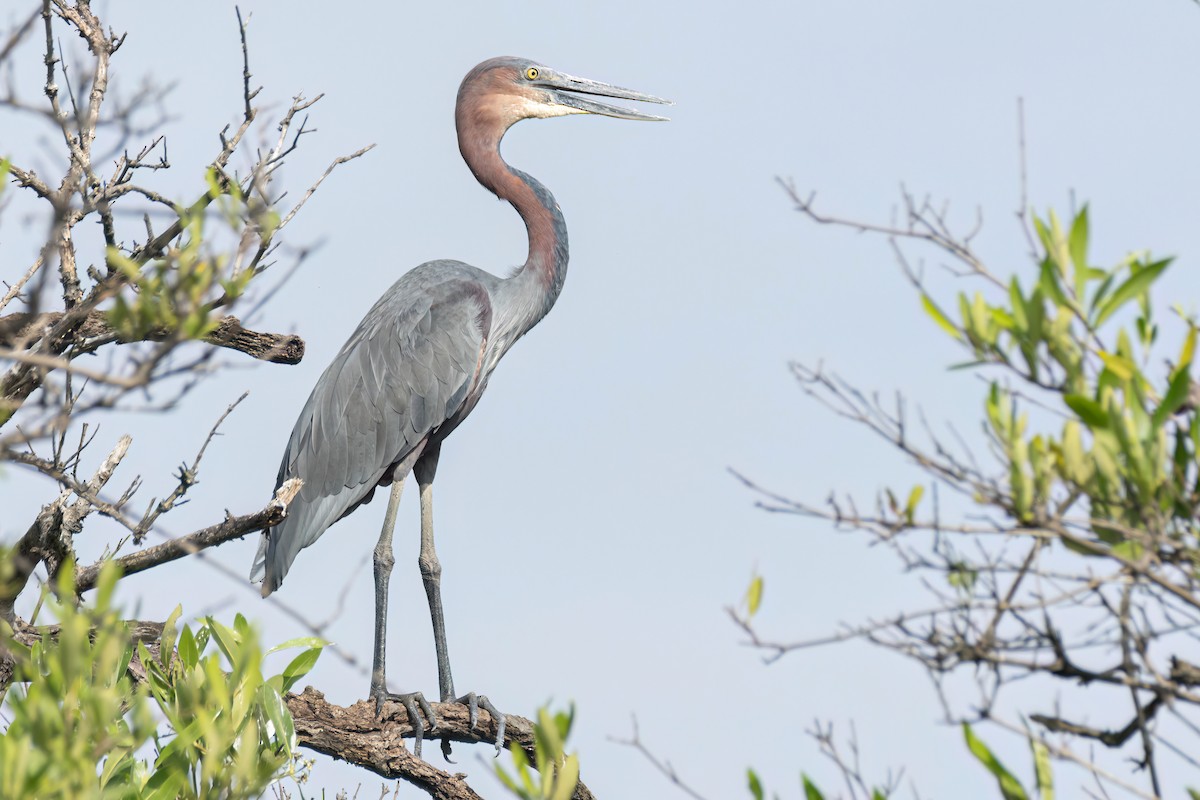 goliathegre - ML647095730