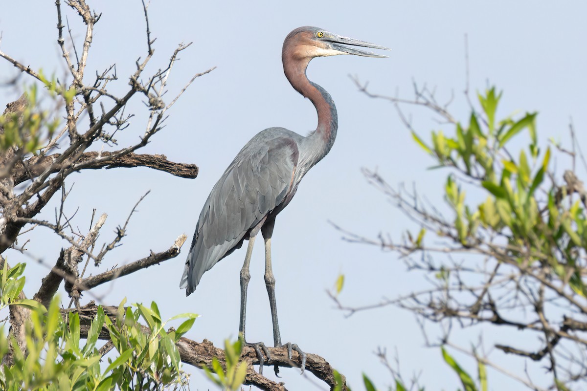 goliathegre - ML647095731