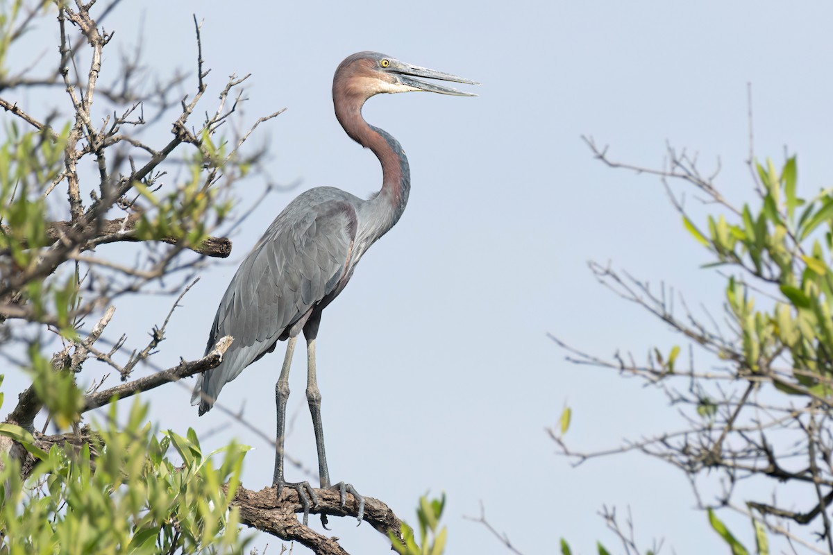 goliathegre - ML647095732