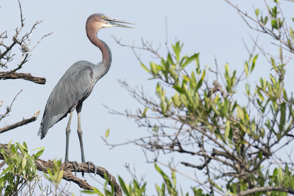 goliathegre - ML647095733