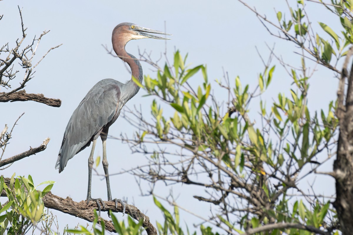 goliathegre - ML647095734