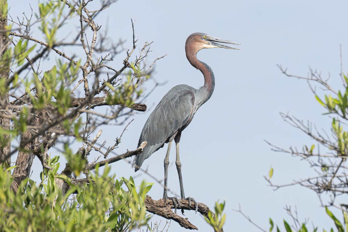 goliathegre - ML647095735