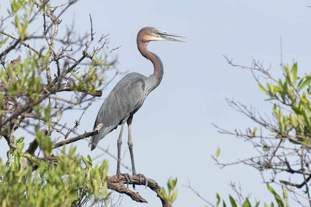 goliathegre - ML647095736