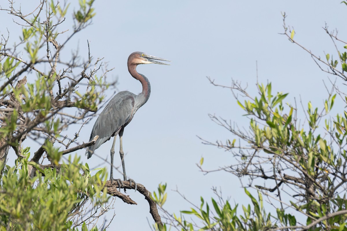 goliathegre - ML647095740