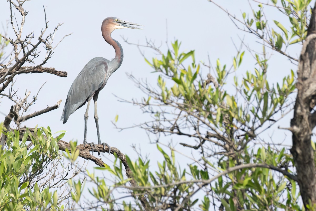 goliathegre - ML647095741