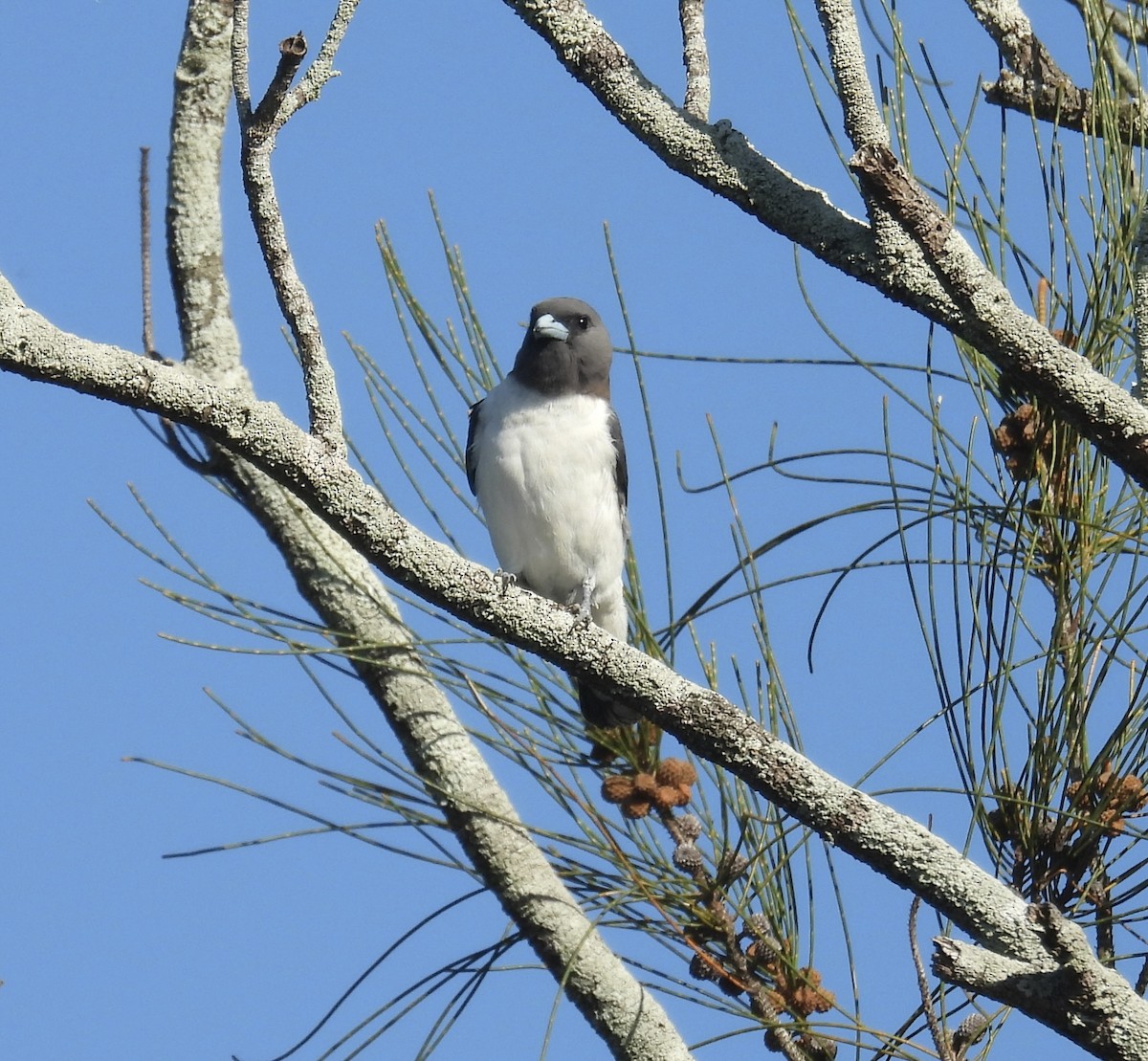 White-breasted Woodswallow - ML647095750