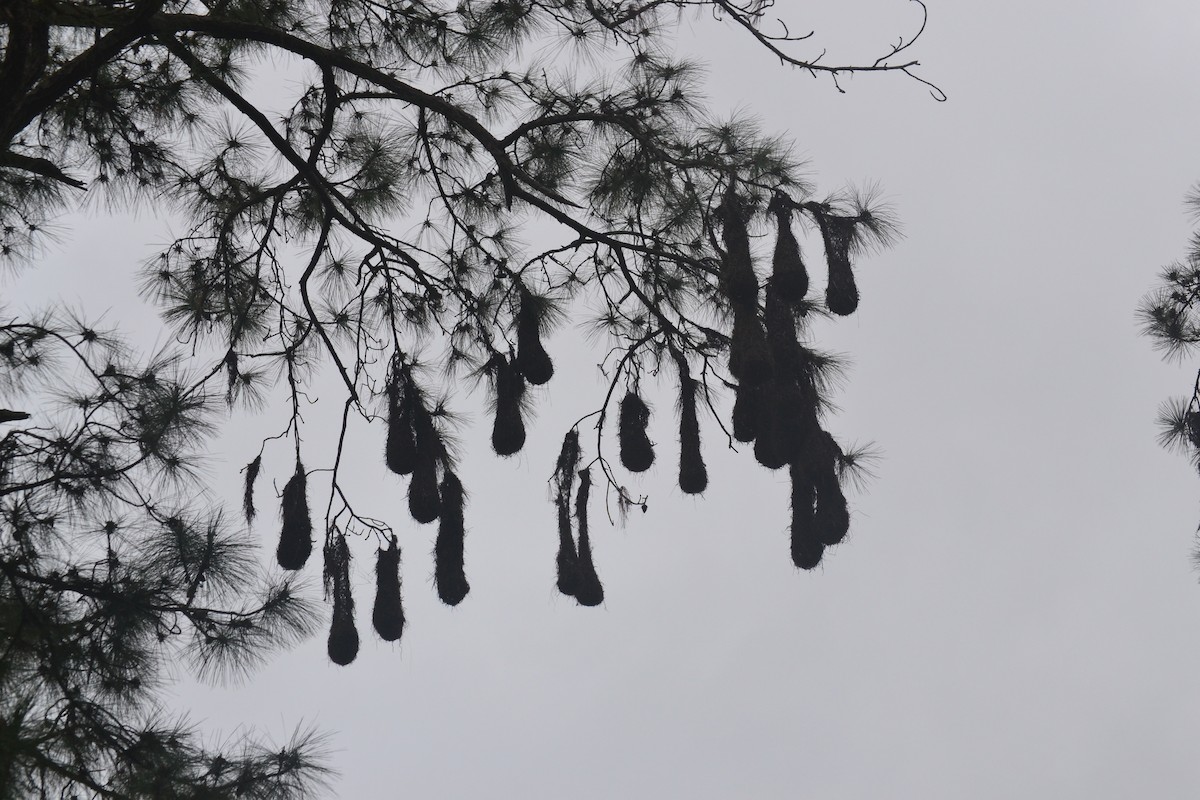 montezumaoropendola - ML647095772