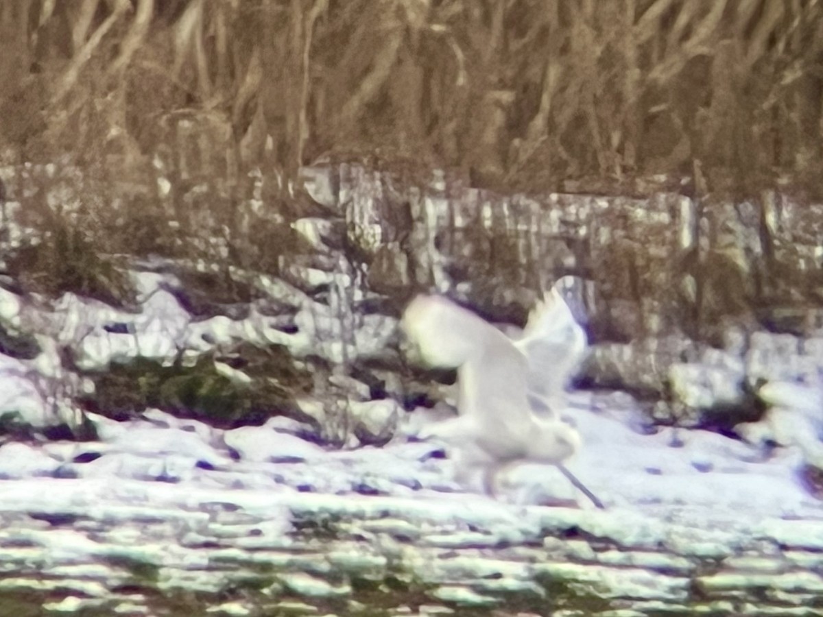 Snowy Owl - ML647095778