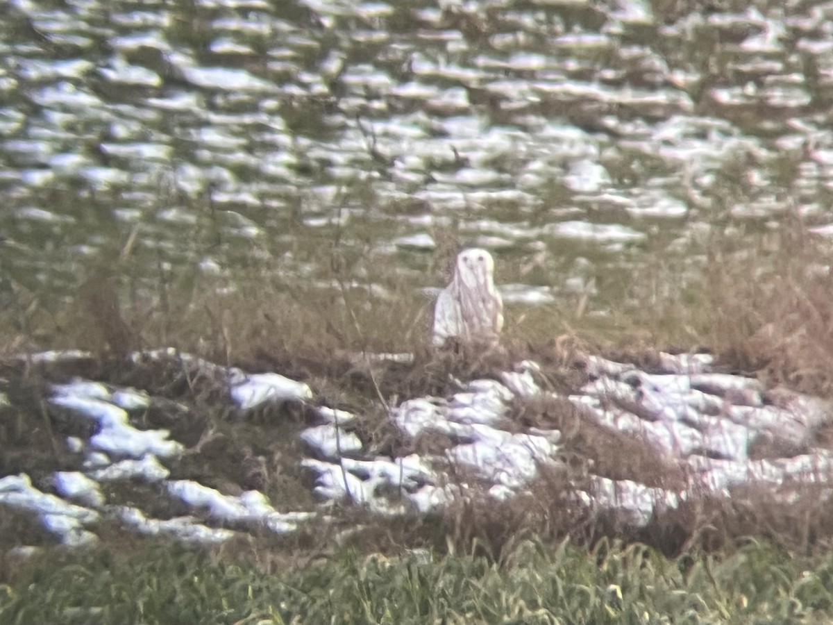 Snowy Owl - ML647095779