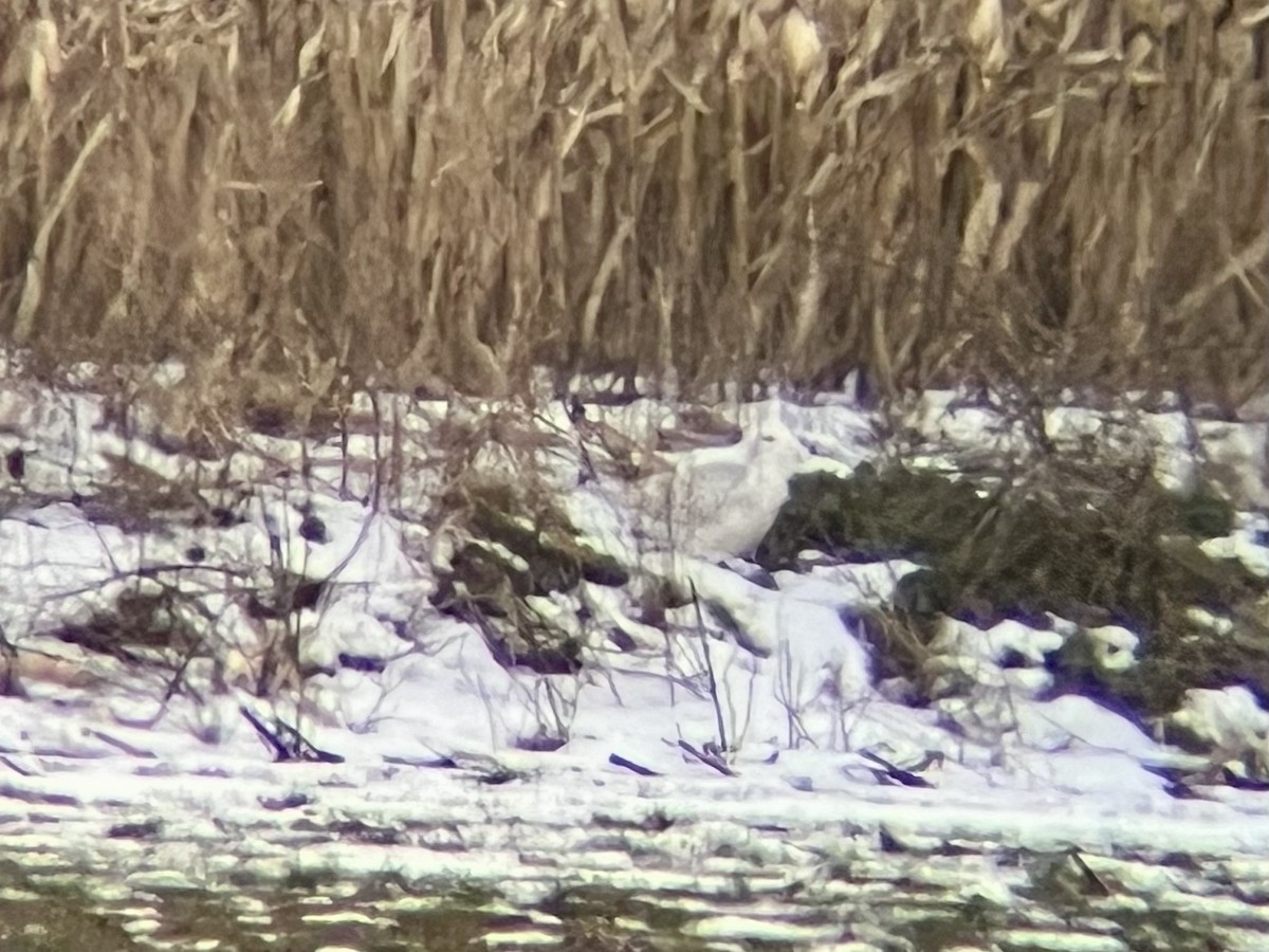 Snowy Owl - ML647095780