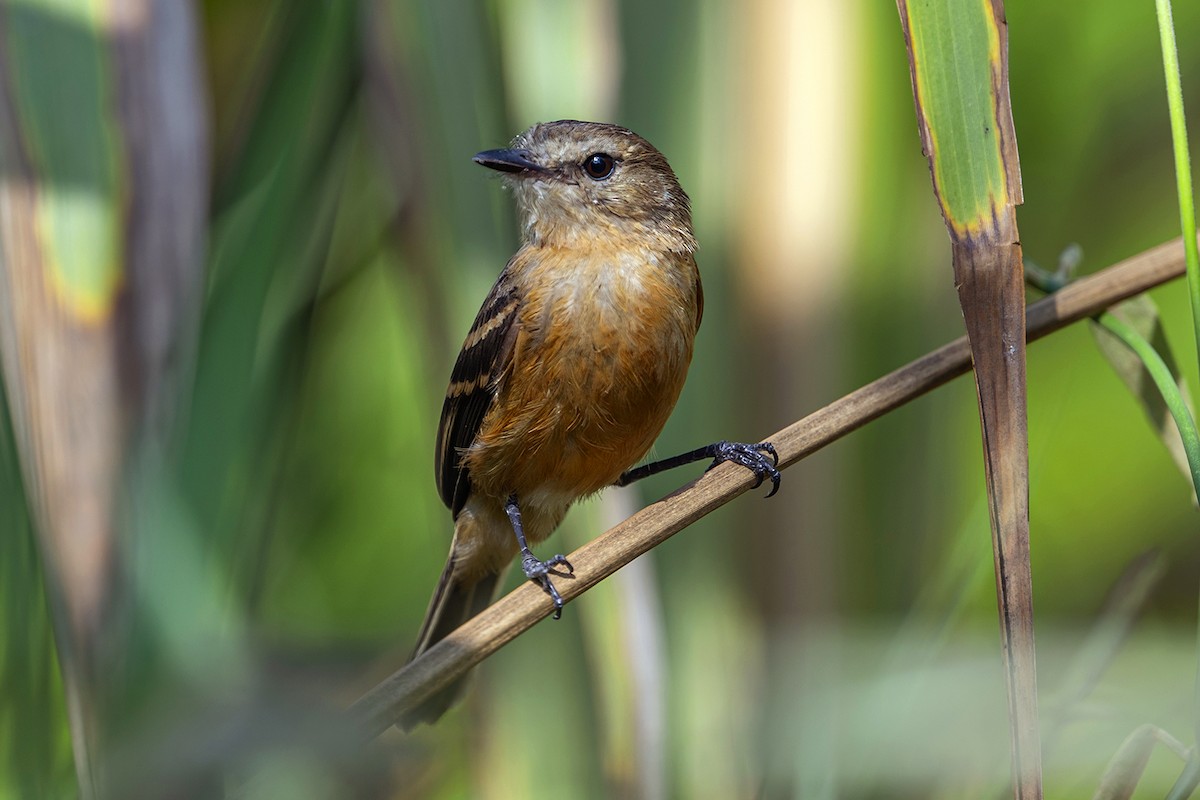 Rufescent Flycatcher - ML647095784