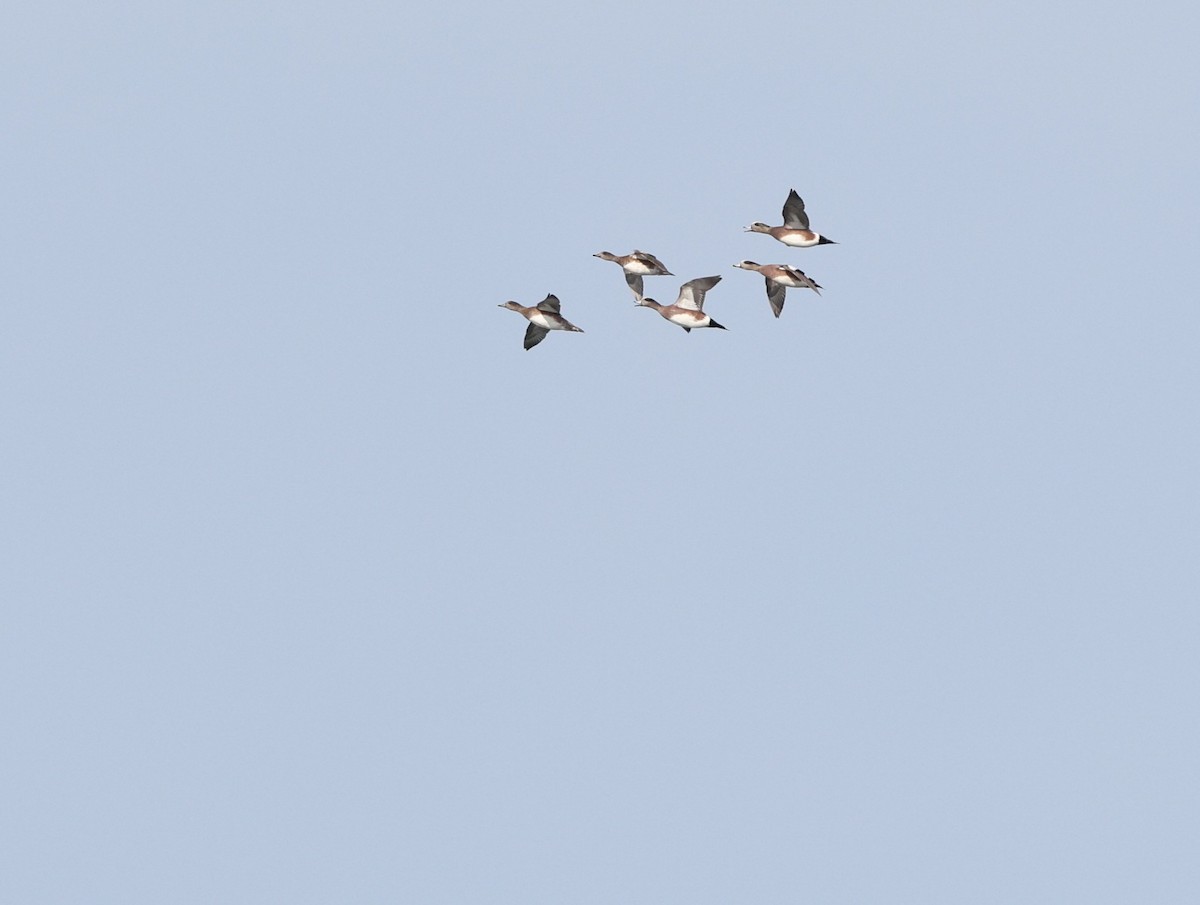 葡萄胸鴨 - ML647095800