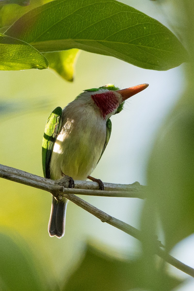 Geniş Gagalı Todi - ML647095810