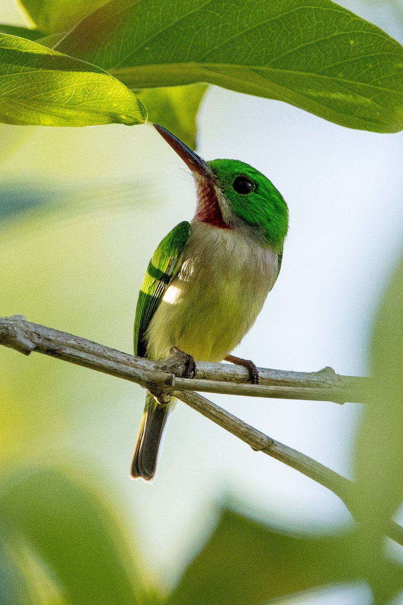 Geniş Gagalı Todi - ML647095811