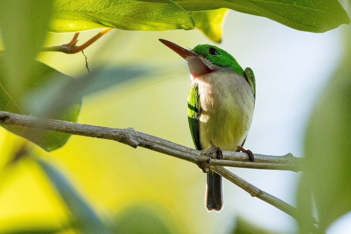 Geniş Gagalı Todi - ML647095813