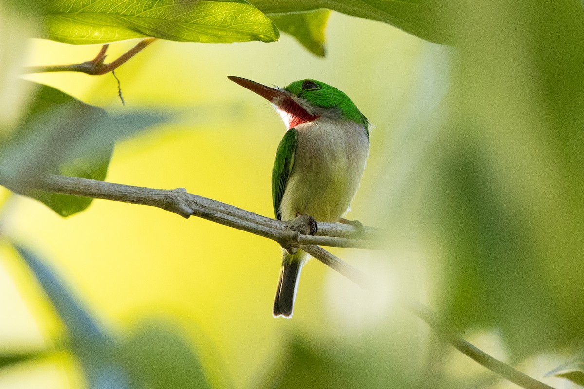 Geniş Gagalı Todi - ML647095814