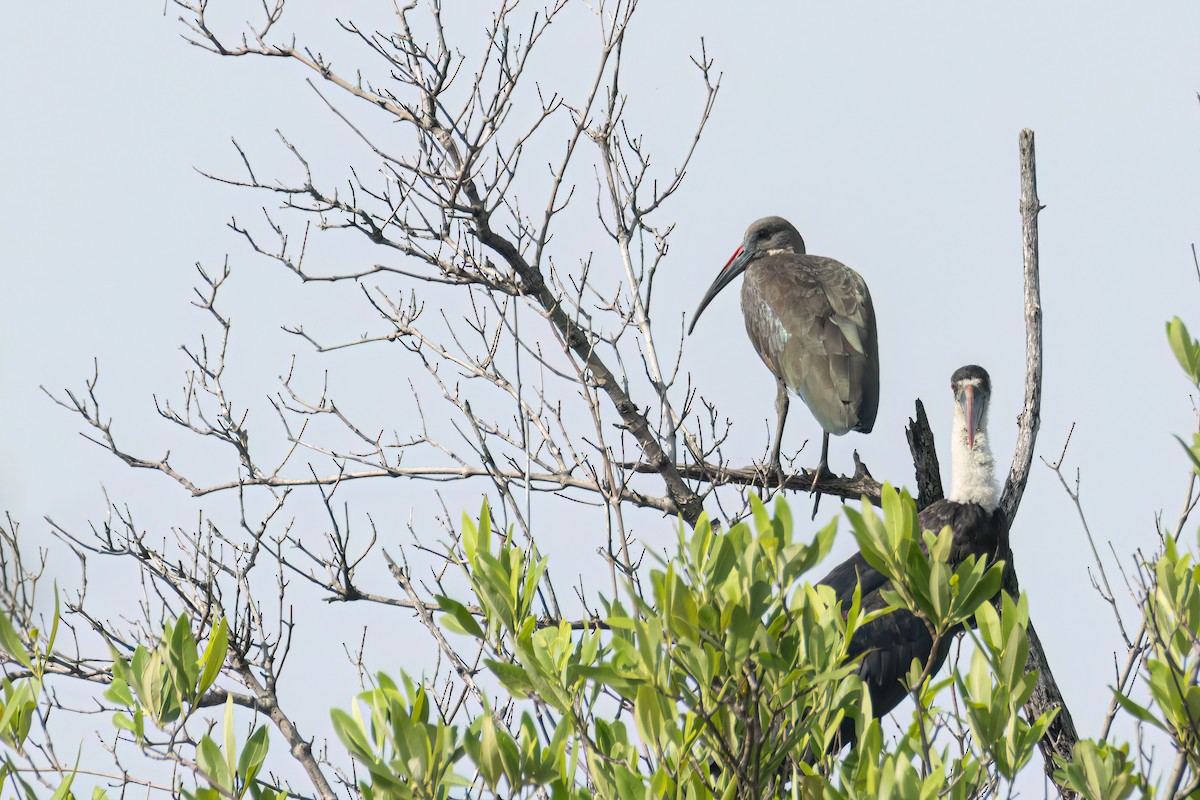 Хагедаш - ML647095817