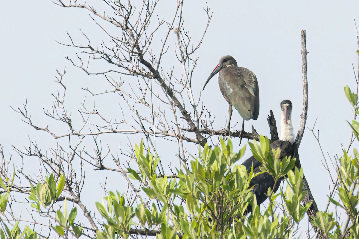 Хагедаш - ML647095818