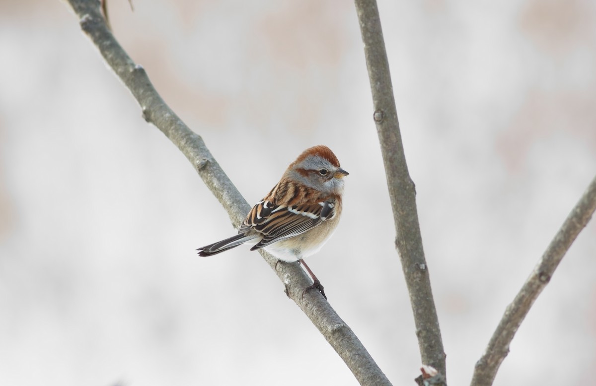 American Tree Sparrow - ML647095825