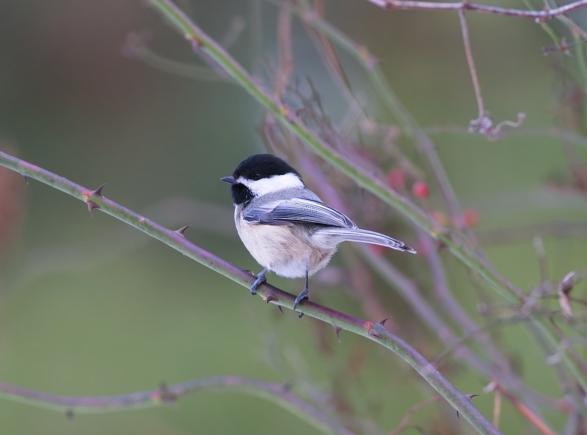 Black-capped Chickadee - ML647095836