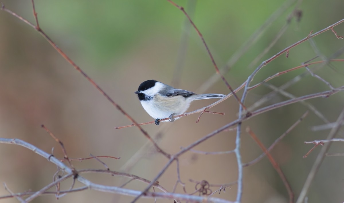 Black-capped Chickadee - ML647095837