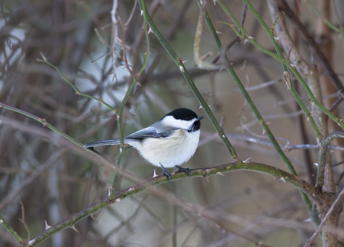 Black-capped Chickadee - ML647095838