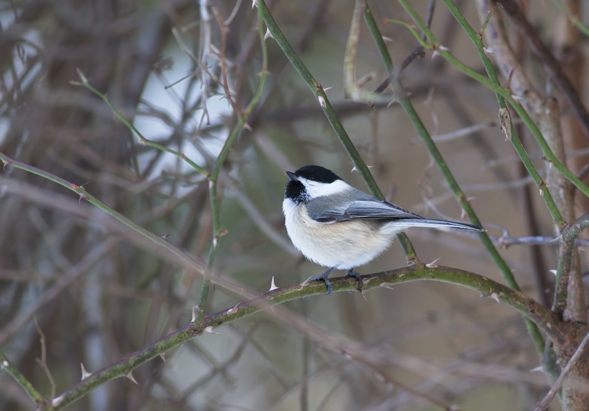 Black-capped Chickadee - ML647095839