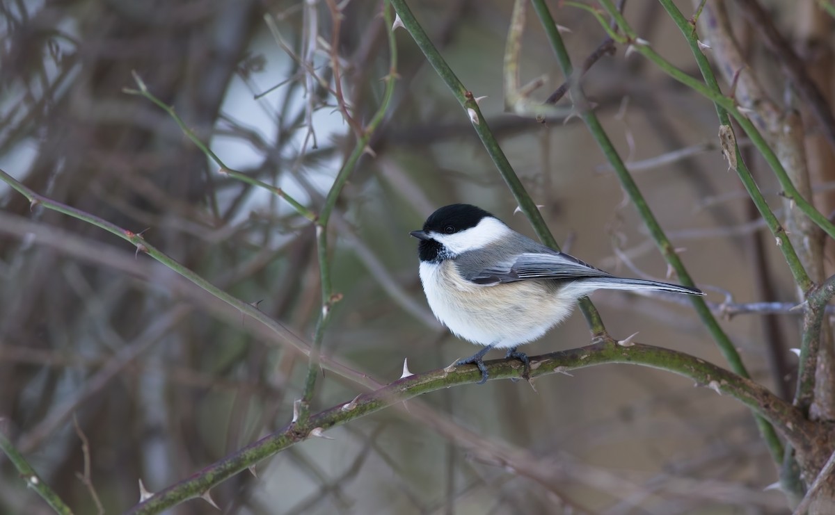 Black-capped Chickadee - ML647095840