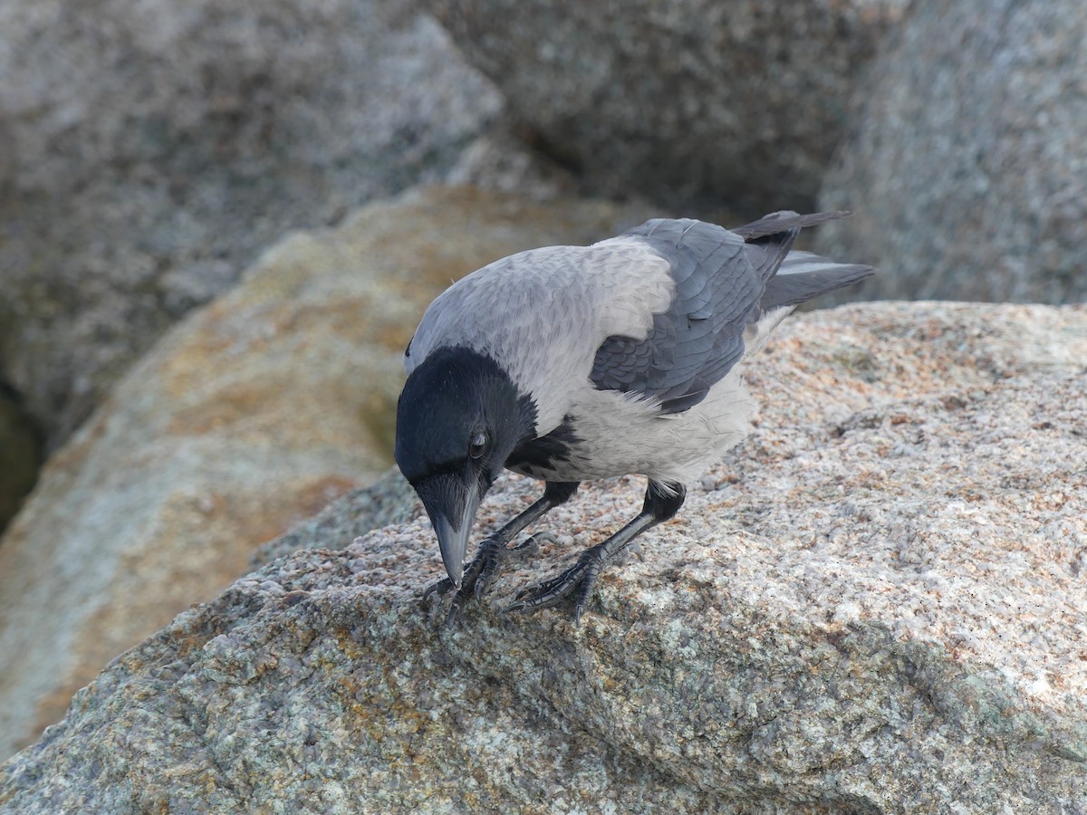 Hooded Crow - ML647095850