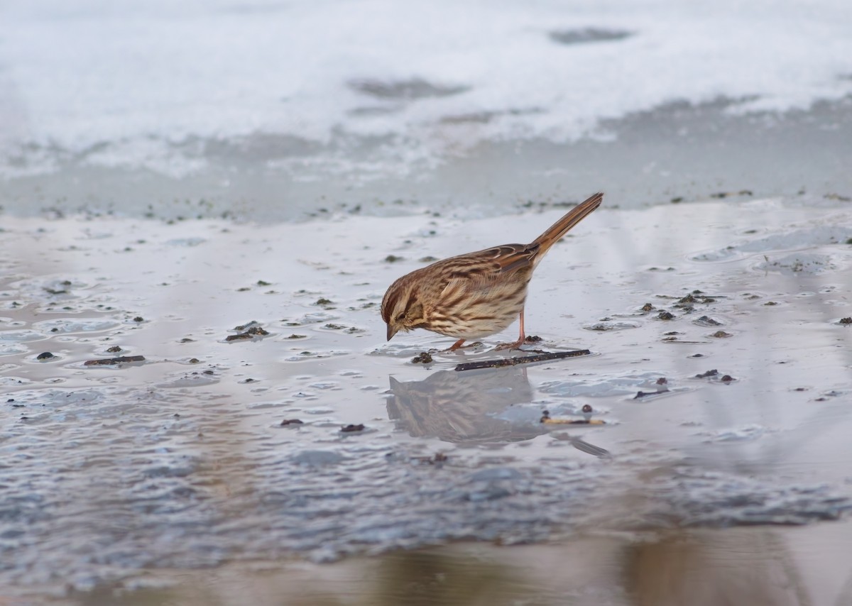 Song Sparrow - ML647095851