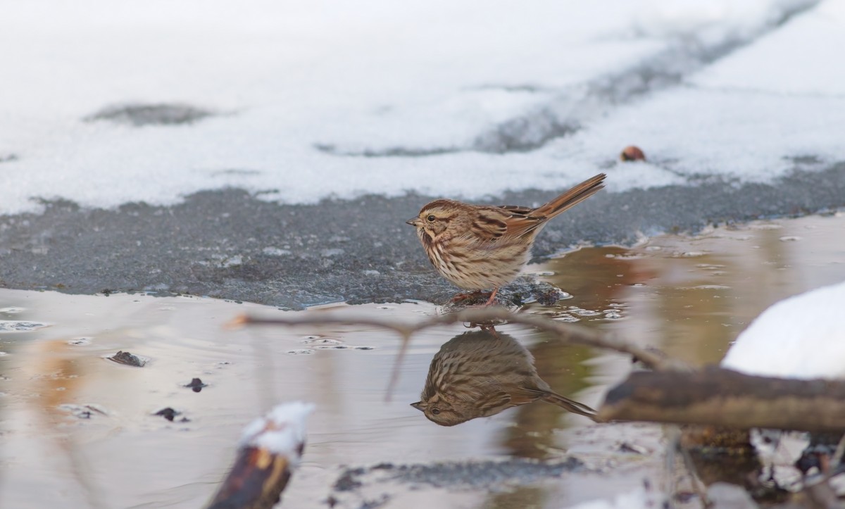 Song Sparrow - ML647095852