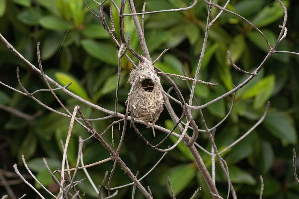 Серая нектарница - ML647095853