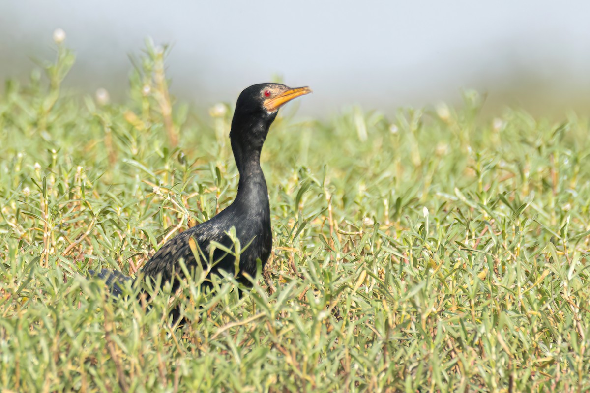 kormorán dlouhoocasý - ML647095862