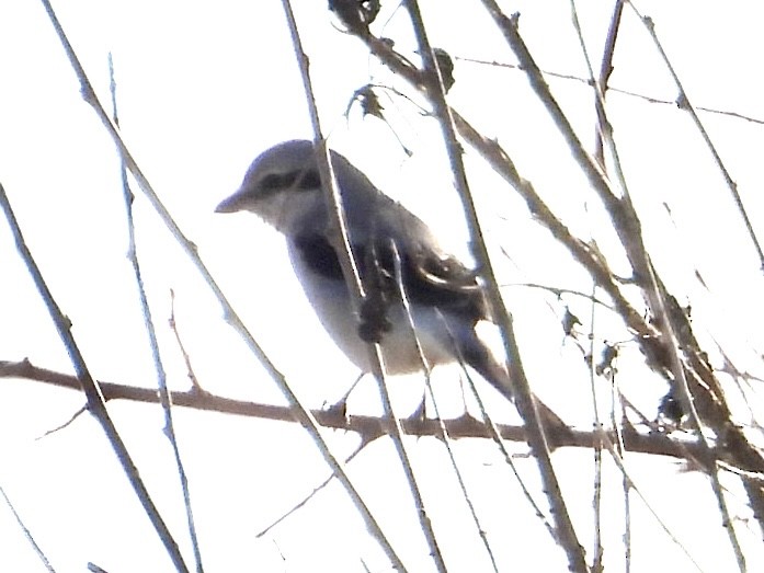 Сорокопуд північний - ML647095865