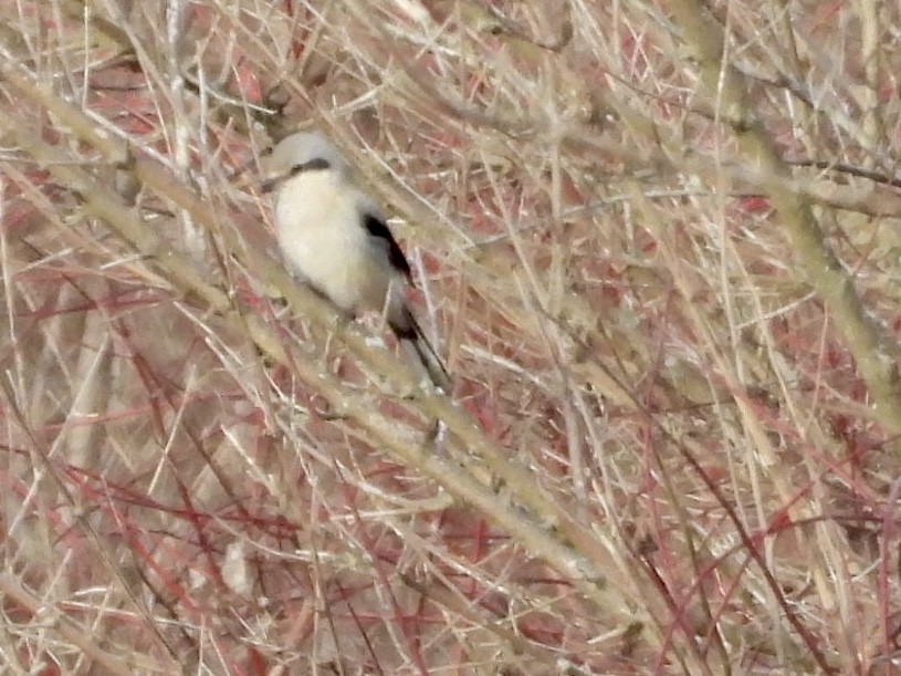 Сорокопуд північний - ML647095866