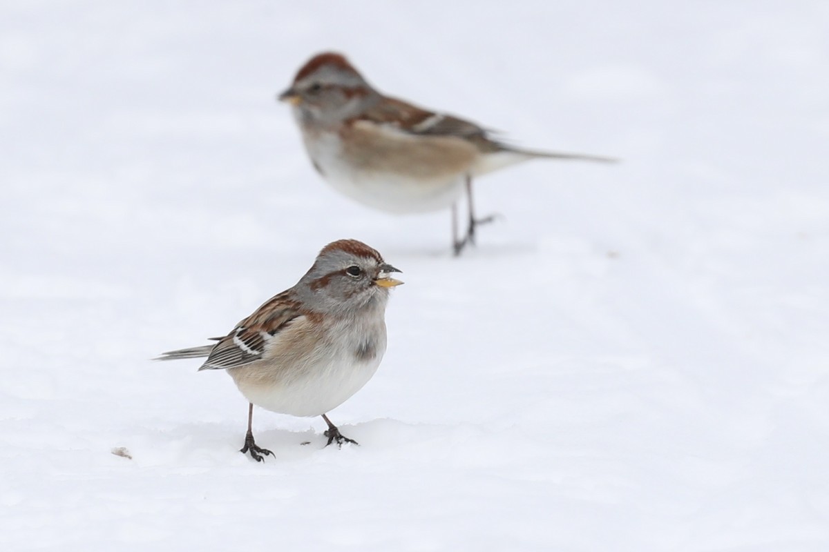 American Tree Sparrow - ML647095879