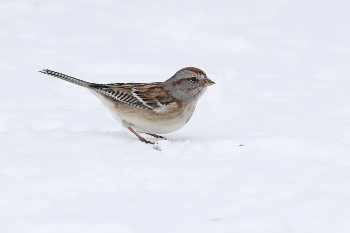 American Tree Sparrow - ML647095880
