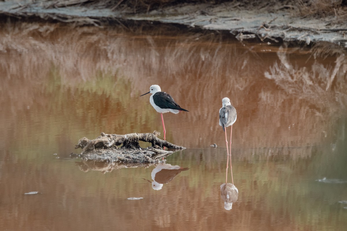 Black-winged Stilt - ML647095886