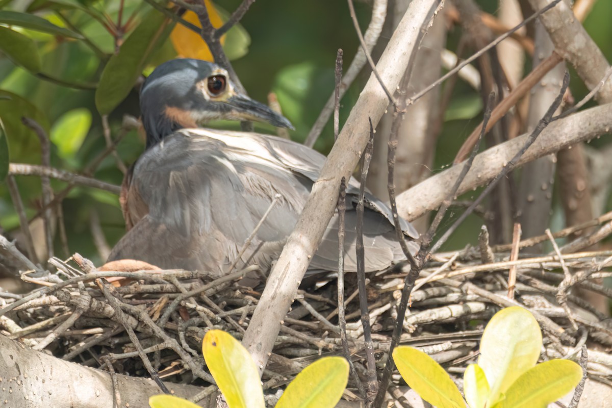 Белоспинная кваква - ML647095892