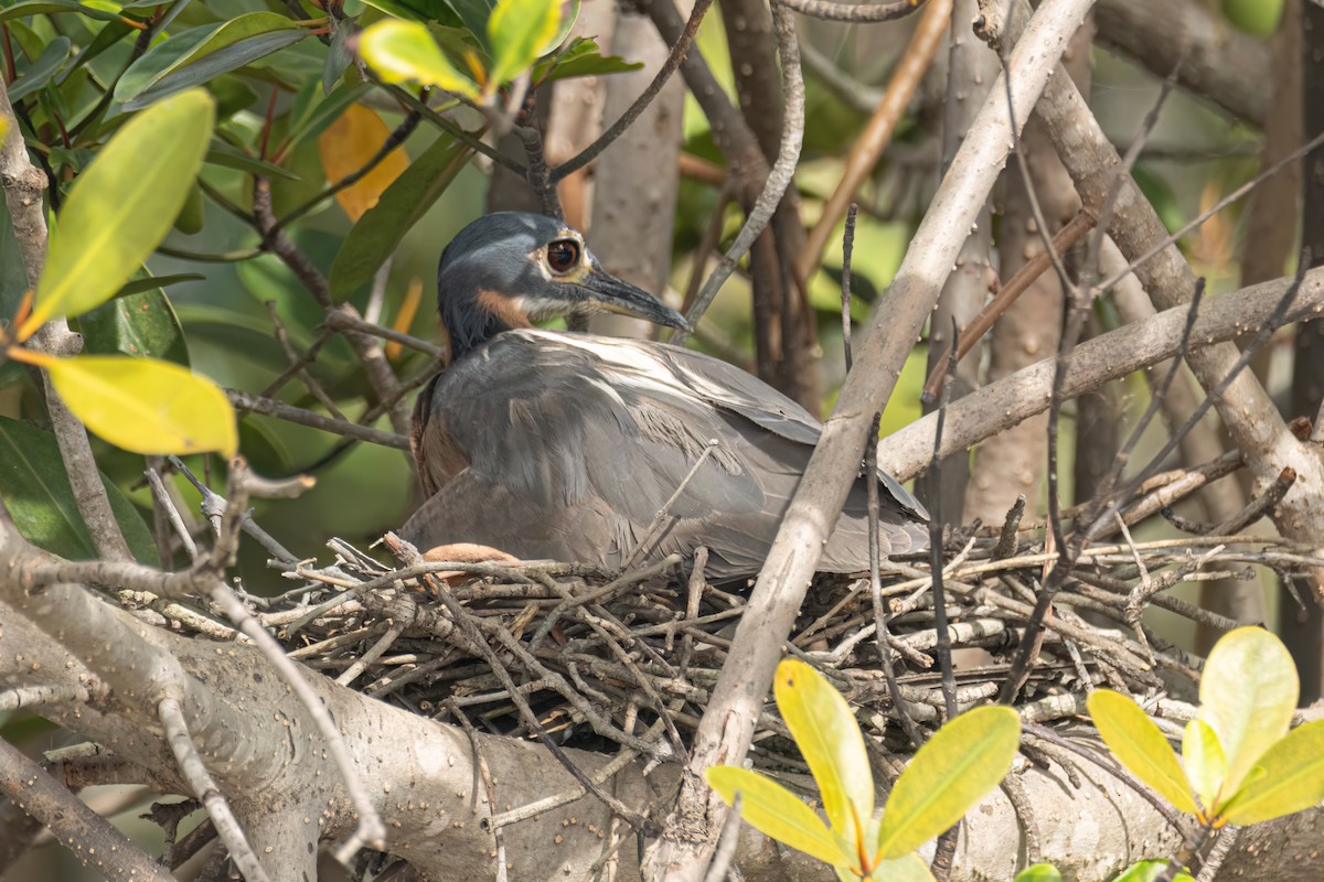 Белоспинная кваква - ML647095894