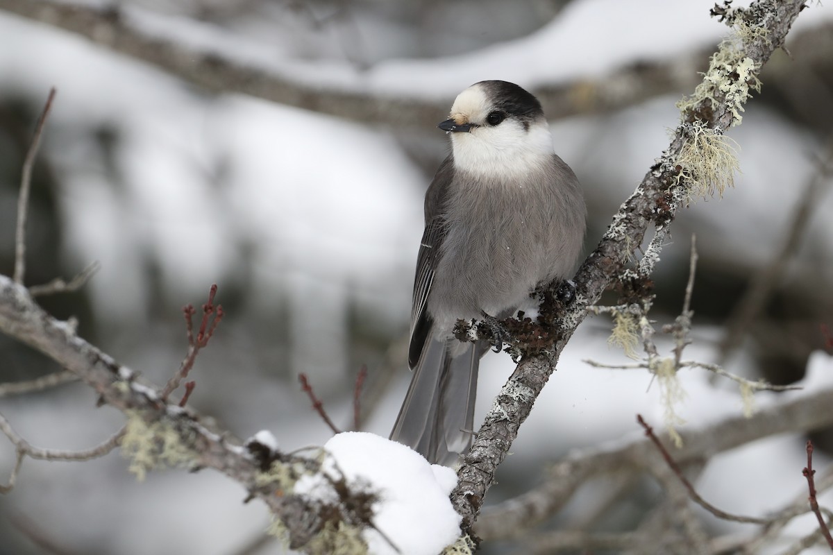 Canada Jay - ML647095895