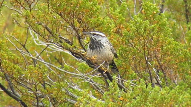 Cactus Wren - ML647095898