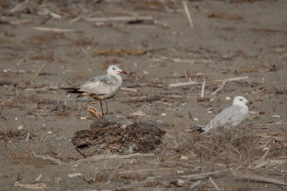 Audouin's Gull - ML647095900