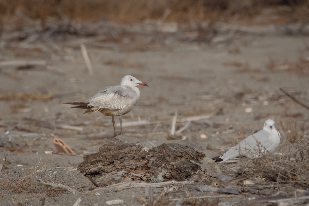 Audouin's Gull - ML647095901