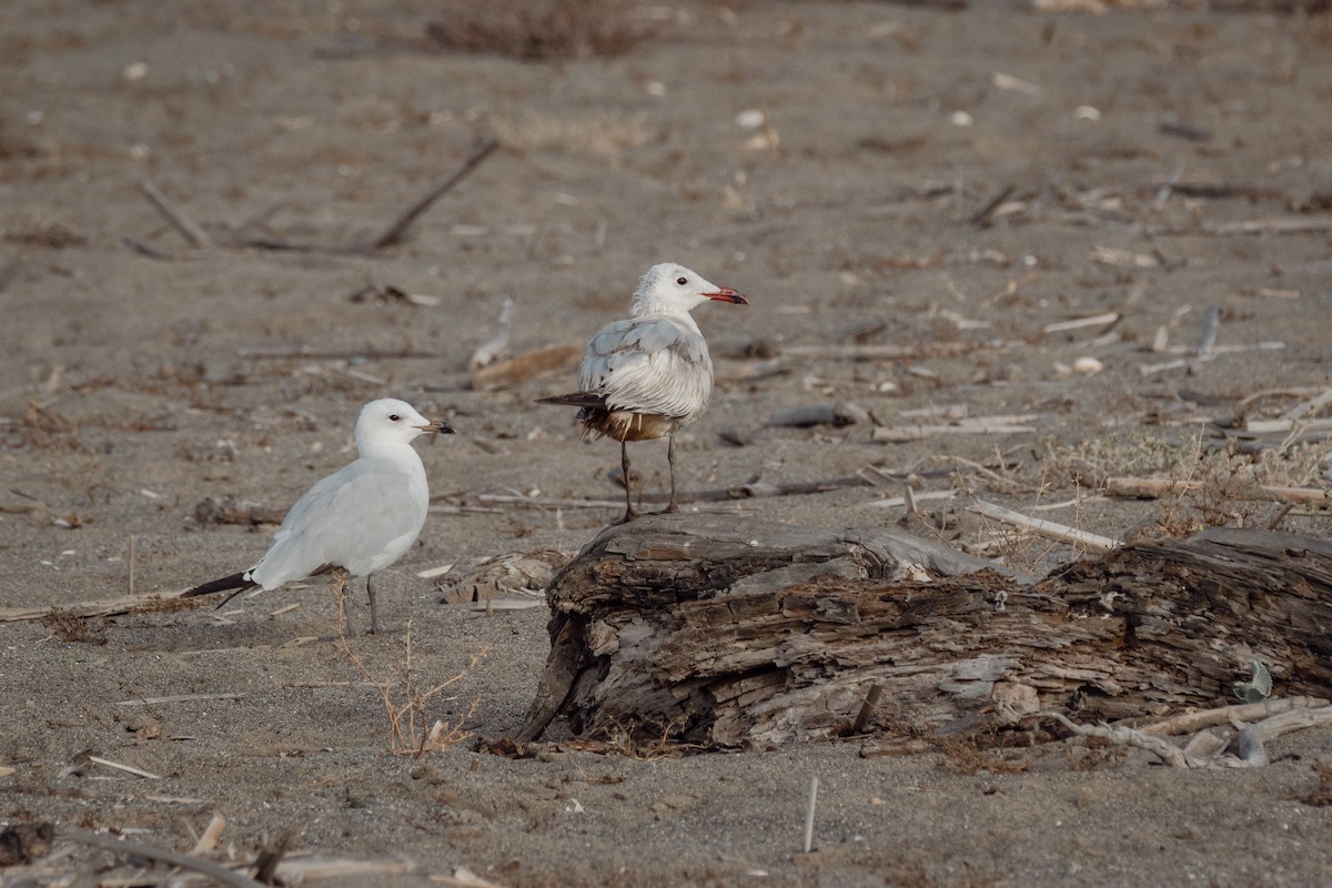 Audouin's Gull - ML647095902