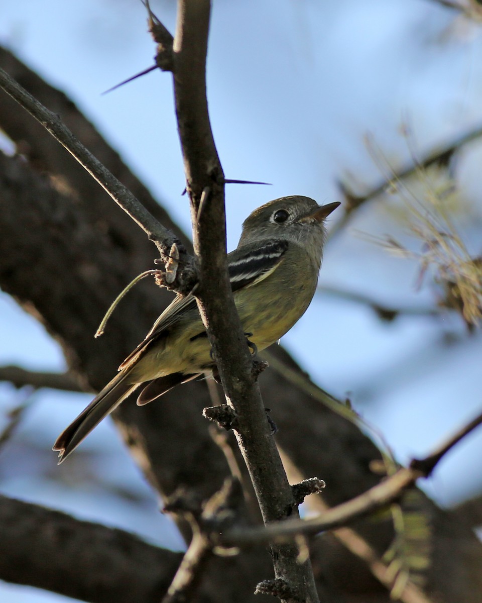 Hammond's Flycatcher - ML647095912
