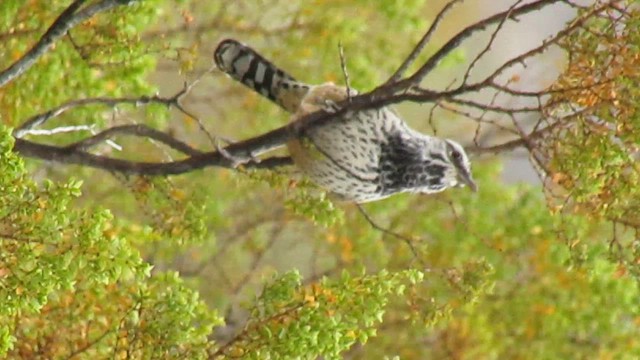 Cactus Wren - ML647095922