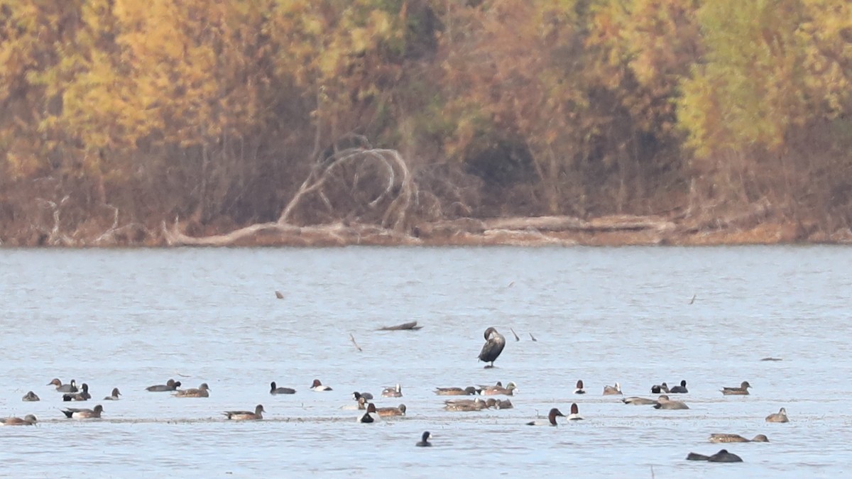 Canvasback - ML647095923