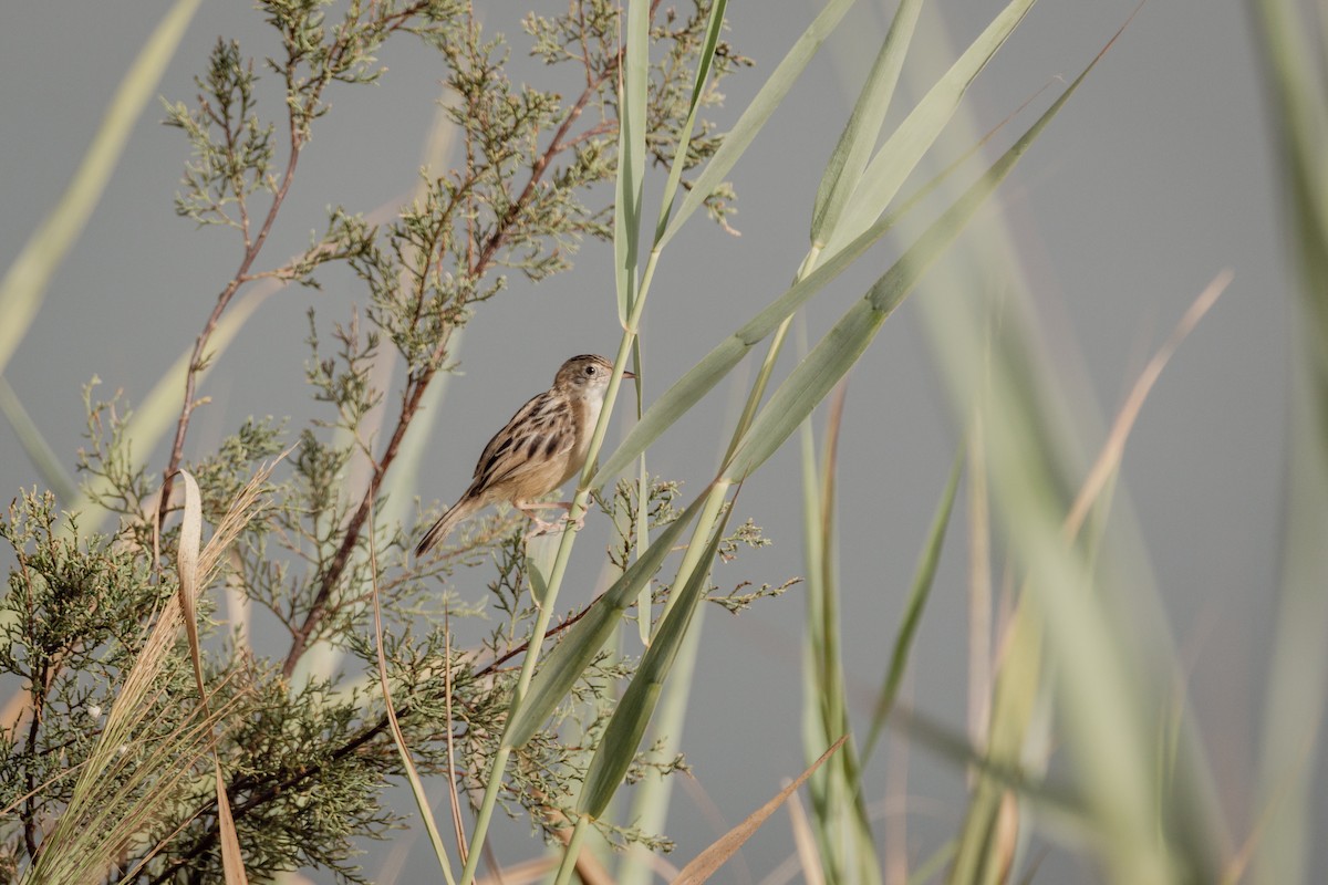 Zitting Cisticola - ML647095924