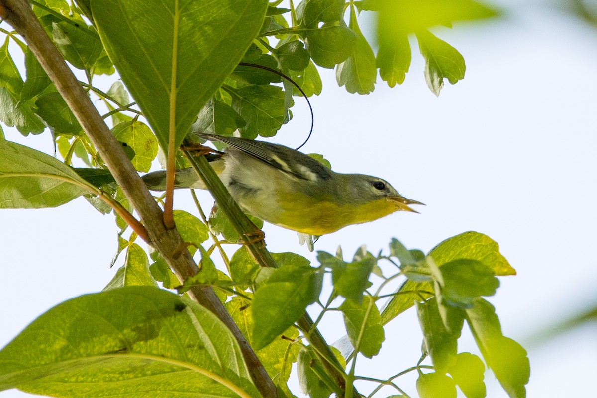 Kuzeyli Parula - ML647095930